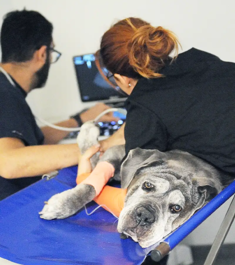 Pronto soccorso veterinario 24 ore su 24