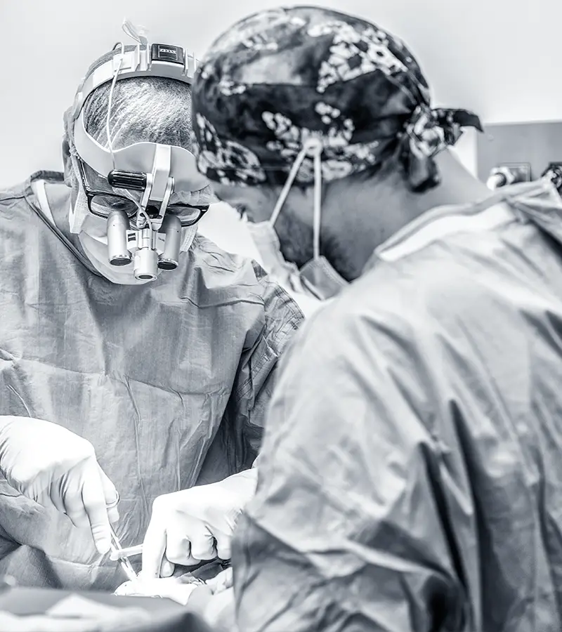 chirurgia veterinaria generale e specialistica clinica i ronchi gallarate