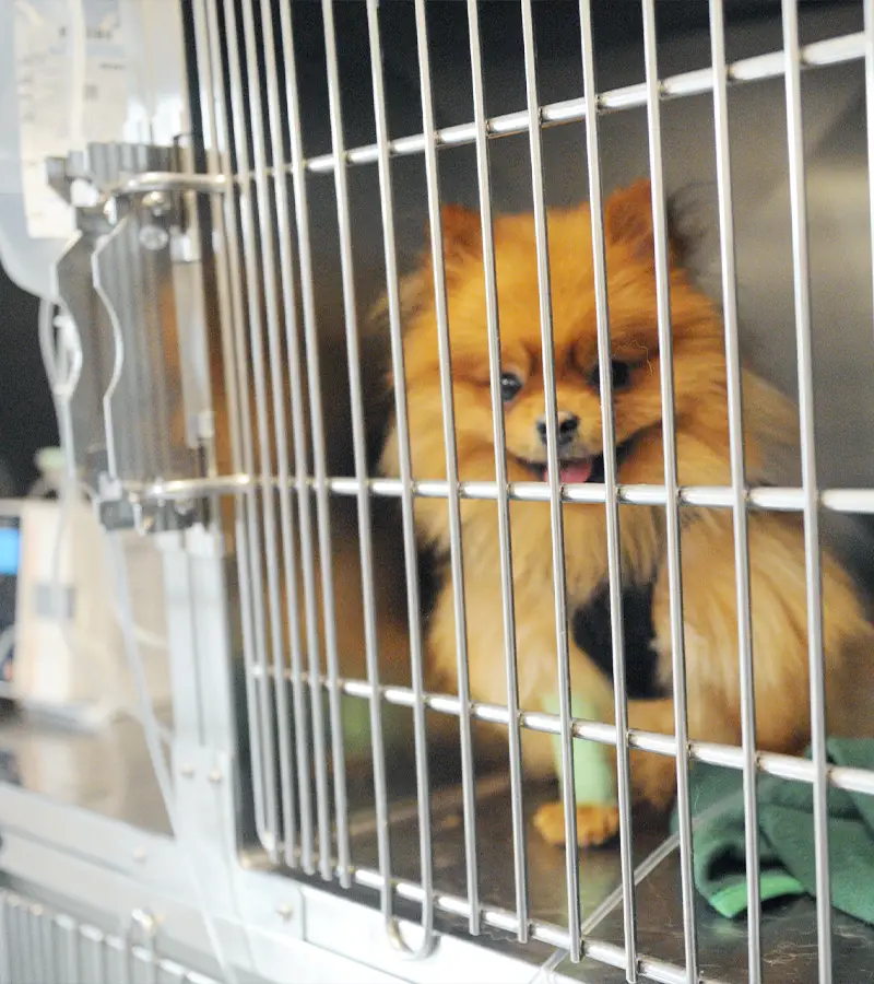 degenza e terapia intensiva veterinaria clinica i ronchi