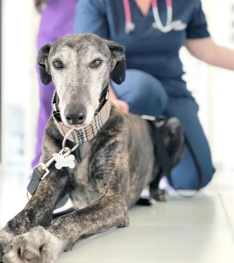 gastroenterologia veterinaria clinica i ronchi