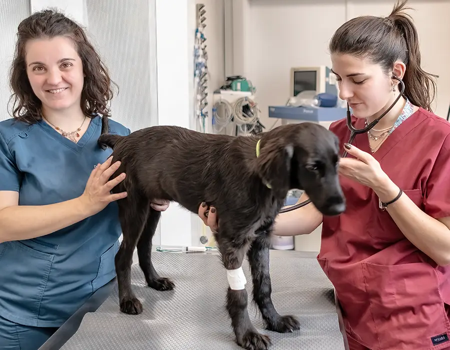 gestione emergenze veterinarie clinica i ronchi