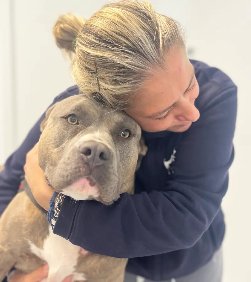 gestione pazienti veterinari 24 ore clinica i ronchi