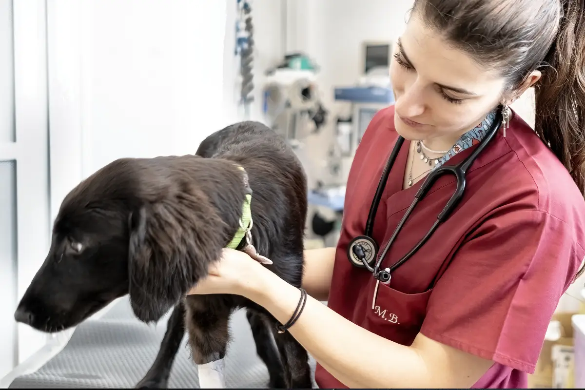informazioni ambulatorio veterinario polispecialistico i ronchi