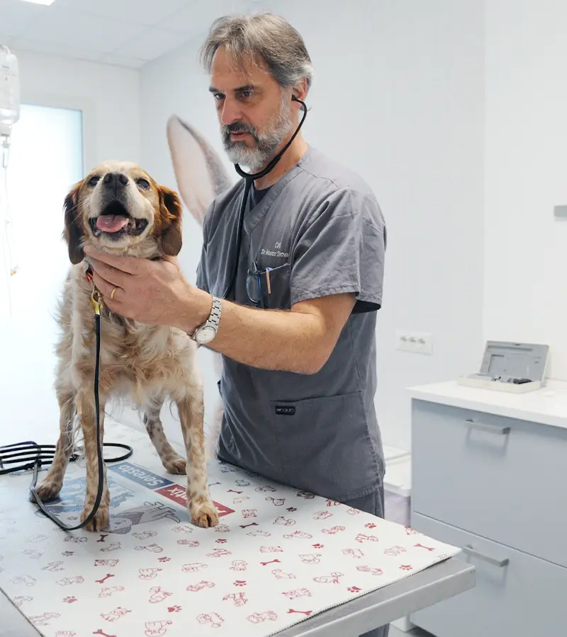 medicina generale veterinaria clinica i ronchi malpensa