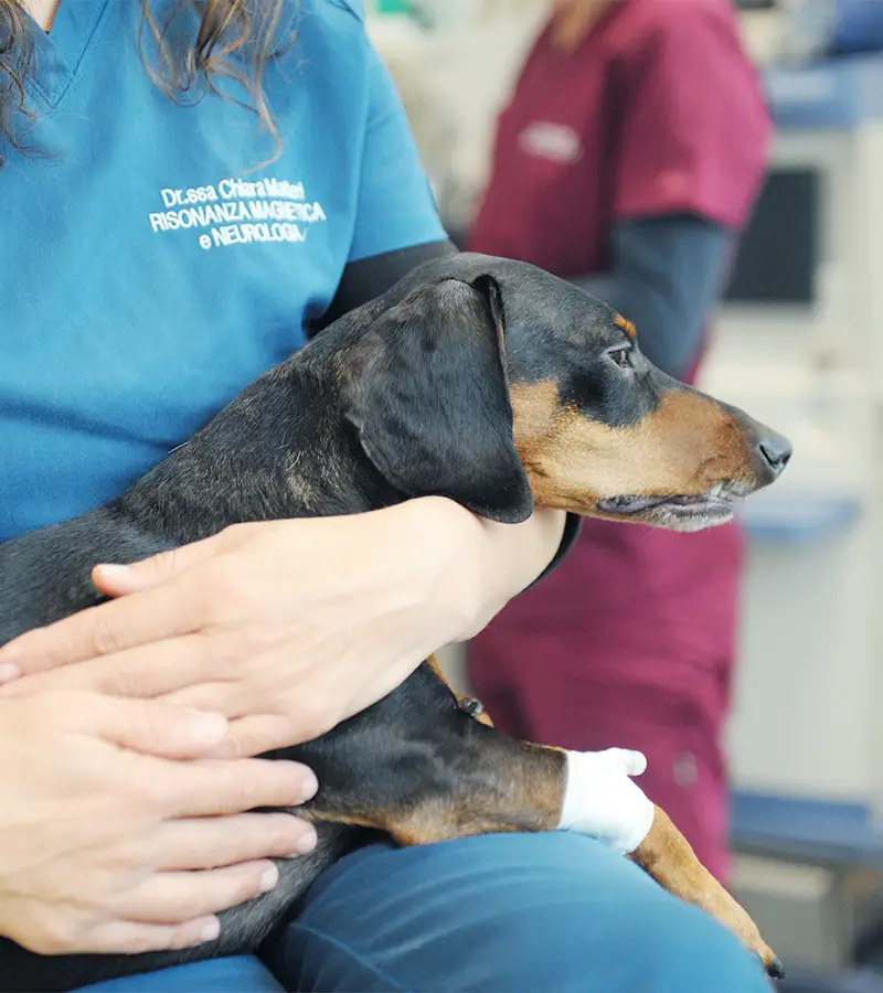 medicina interna veterinaria centro polispecialistico i ronchi