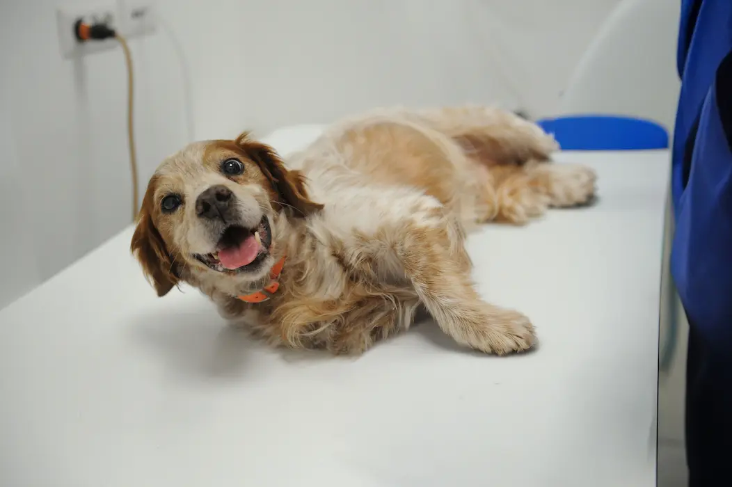 Visita veterinaria - Clinica Veterinaria I Ronchi Gallarate
