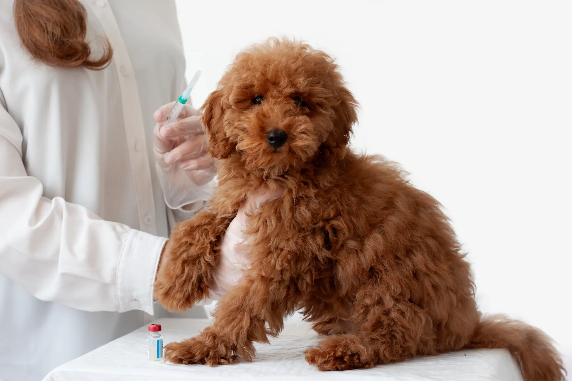 Piano vaccinale cane completo - Clinica Veterinaria I Ronchi Gallarate
