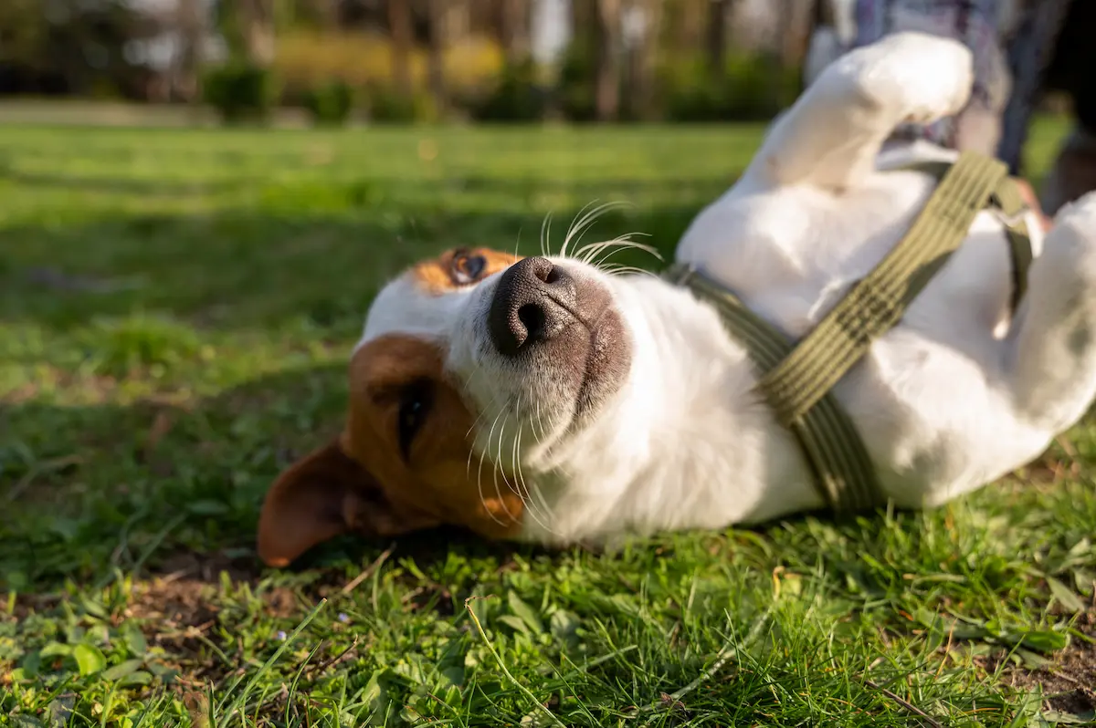 Processionaria nel cane - Clinica Veterinaria I Ronchi Gallarate