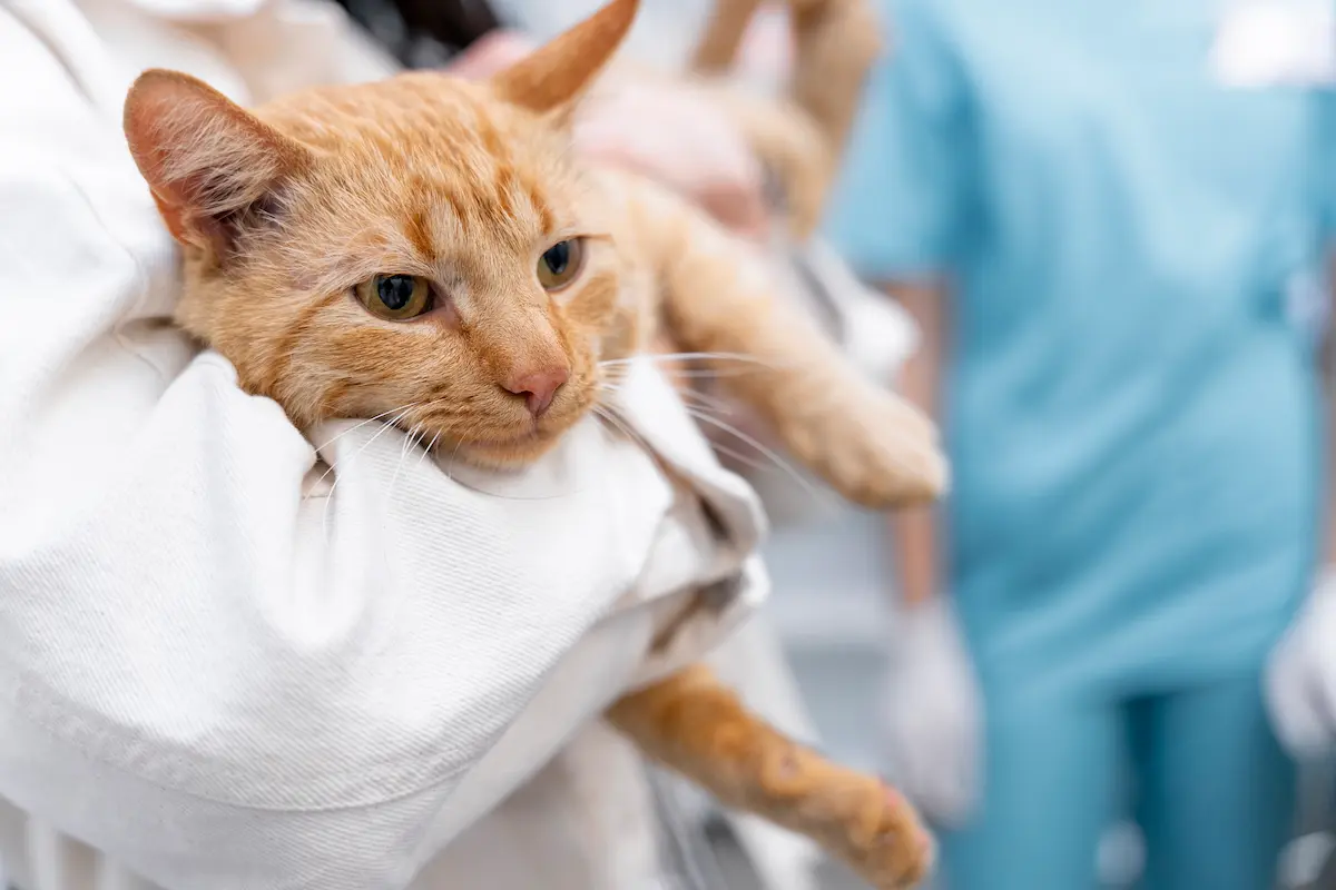 Oncologia veterinaria come affrontarla - Clinica Veterinaria I Ronchi Gallarate