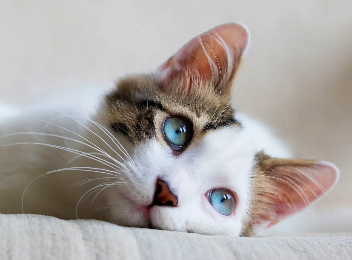 Ostruzione uretrale gatto sintomi -Clinica Veterinaria I Ronchi Gallarate